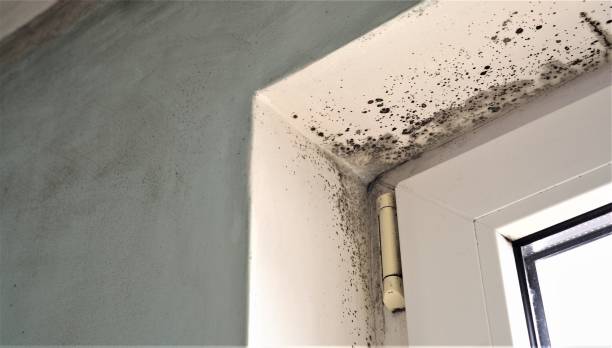 Best Environmental Consulting for Mold Prevention  in Oak Grove, MS