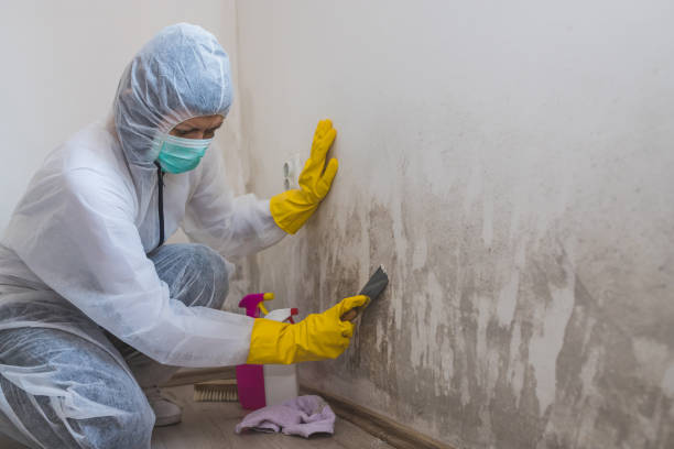 Best Basement Mold Removal  in Oak Grove, MS