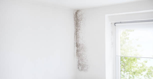 Best Mold Damage Restoration  in Oak Grove, MS