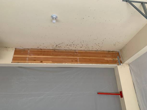 Best Water Damage & Mold Remediation  in Oak Grove, MS